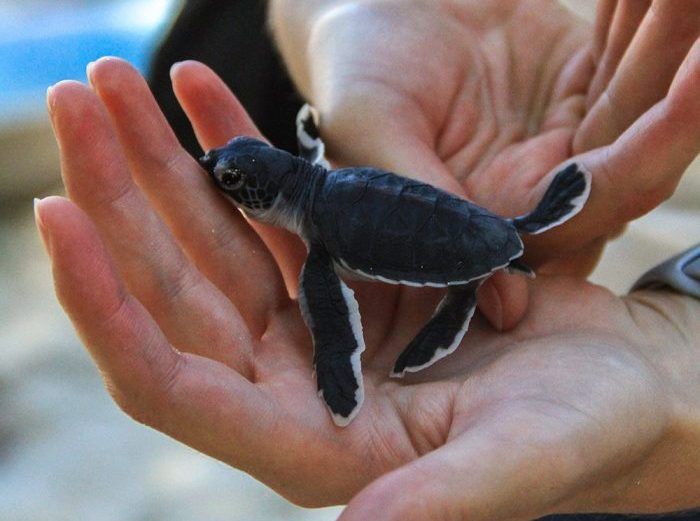 A hatchling turtle at the Turtle Conservation Centre, Tap Lamu