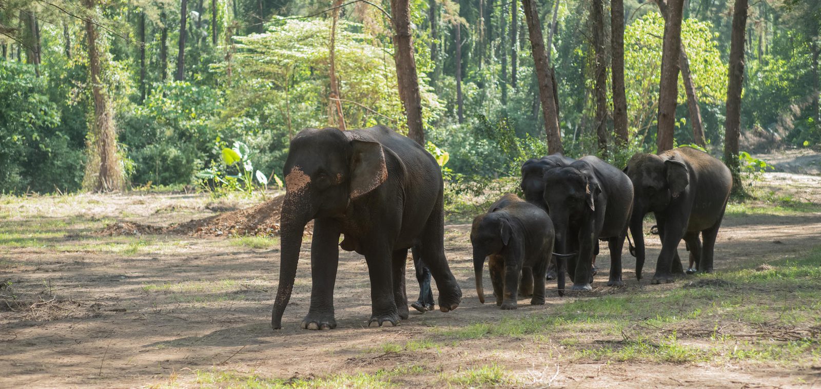 Elephant Lover