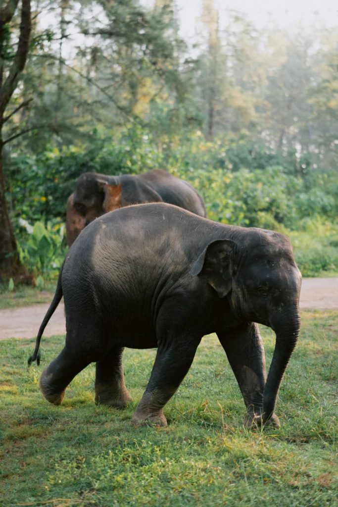 Elephants walking together through the forest at Khao Lak Elephant Home