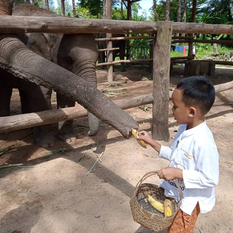 Feeding an elephant on the Nature and Care tour